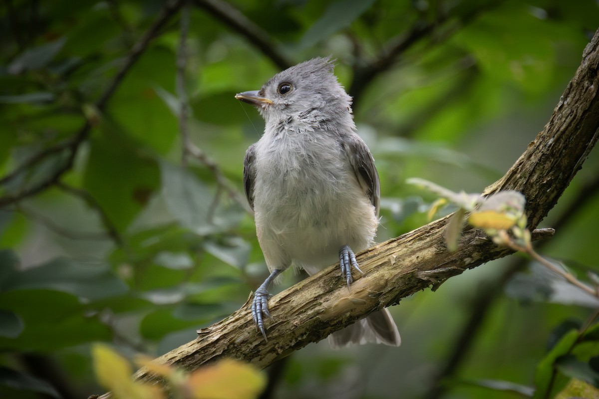 Tufted Titmouse - ML620653110