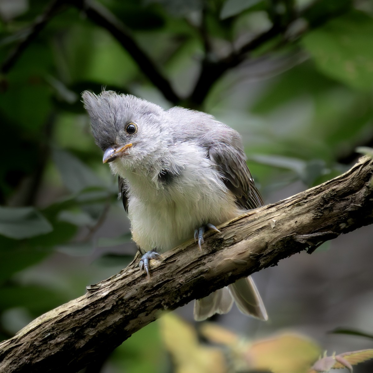 Tufted Titmouse - ML620653112