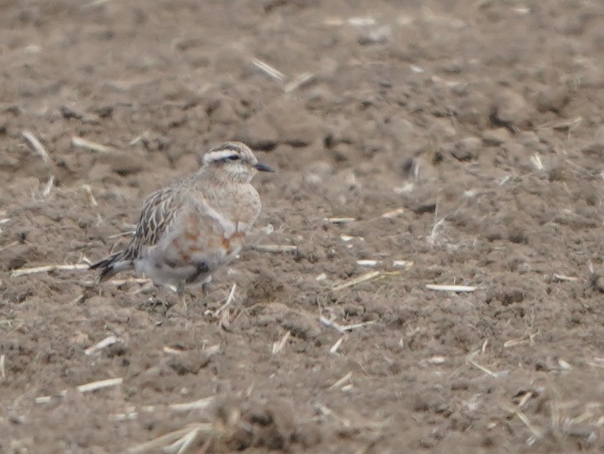 Eurasian Dotterel - ML620653113