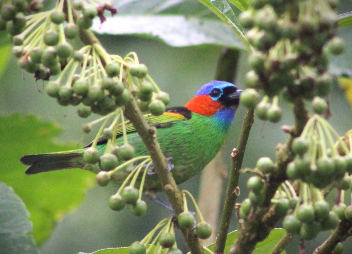 Red-necked Tanager - ML620653116