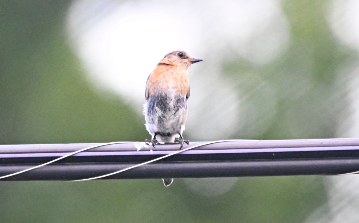 Eastern Bluebird - ML620653122