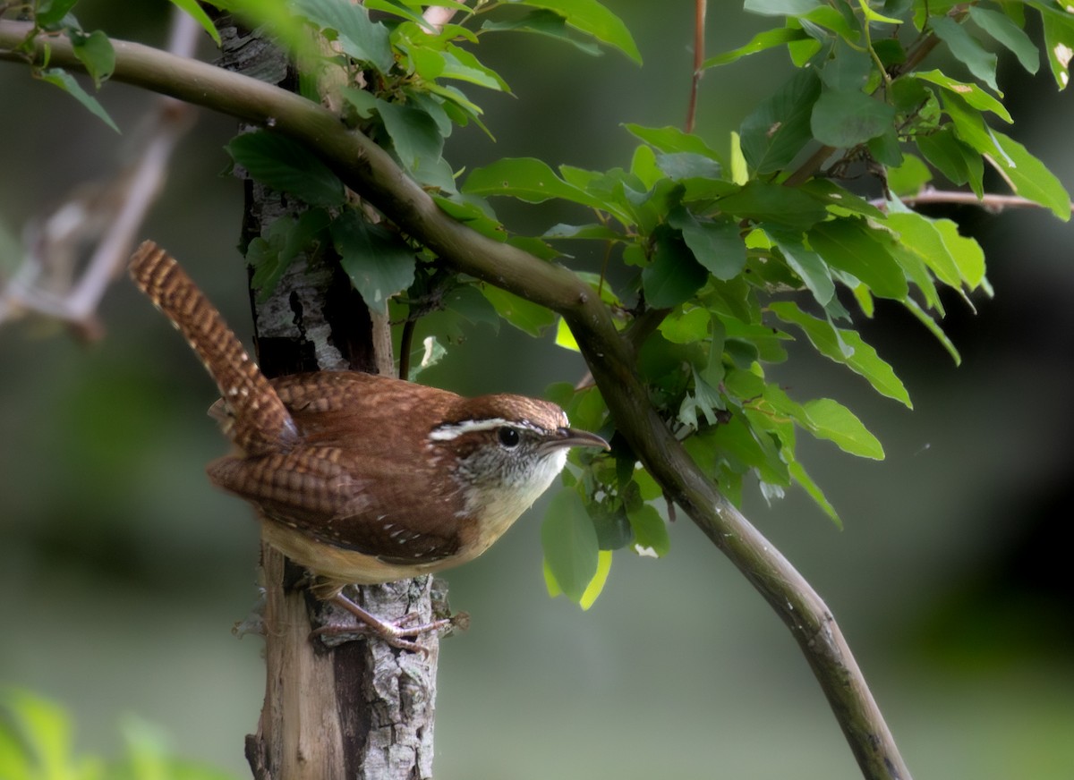 Carolina Wren - ML620653127