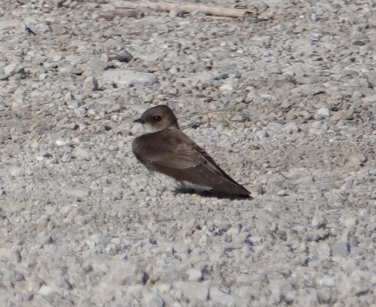 Northern Rough-winged Swallow - ML620653130