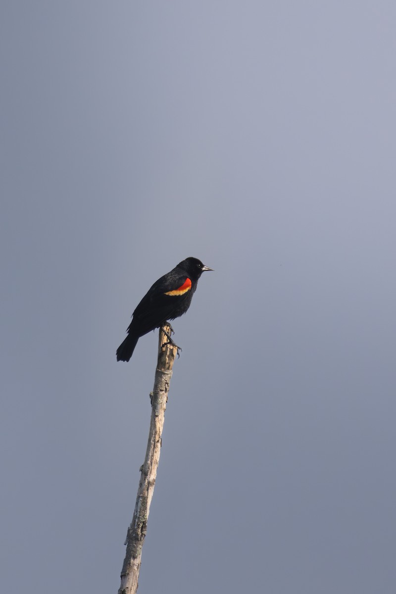 Red-winged Blackbird - ML620653138