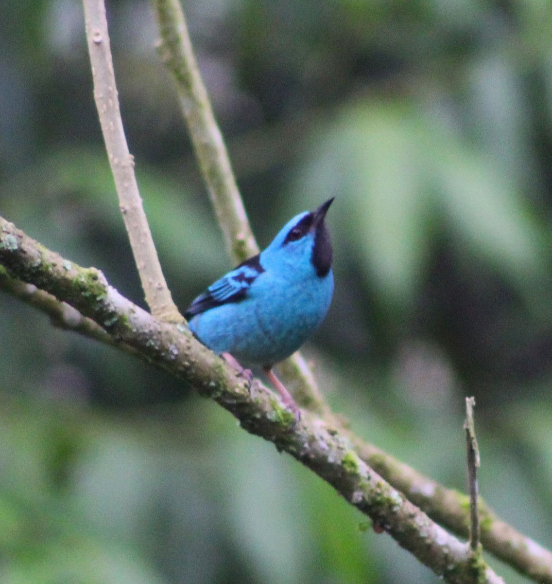 Blue Dacnis - ML620653140