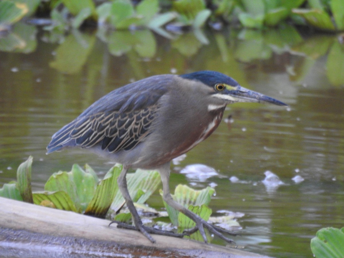 Striated Heron - ML620653143