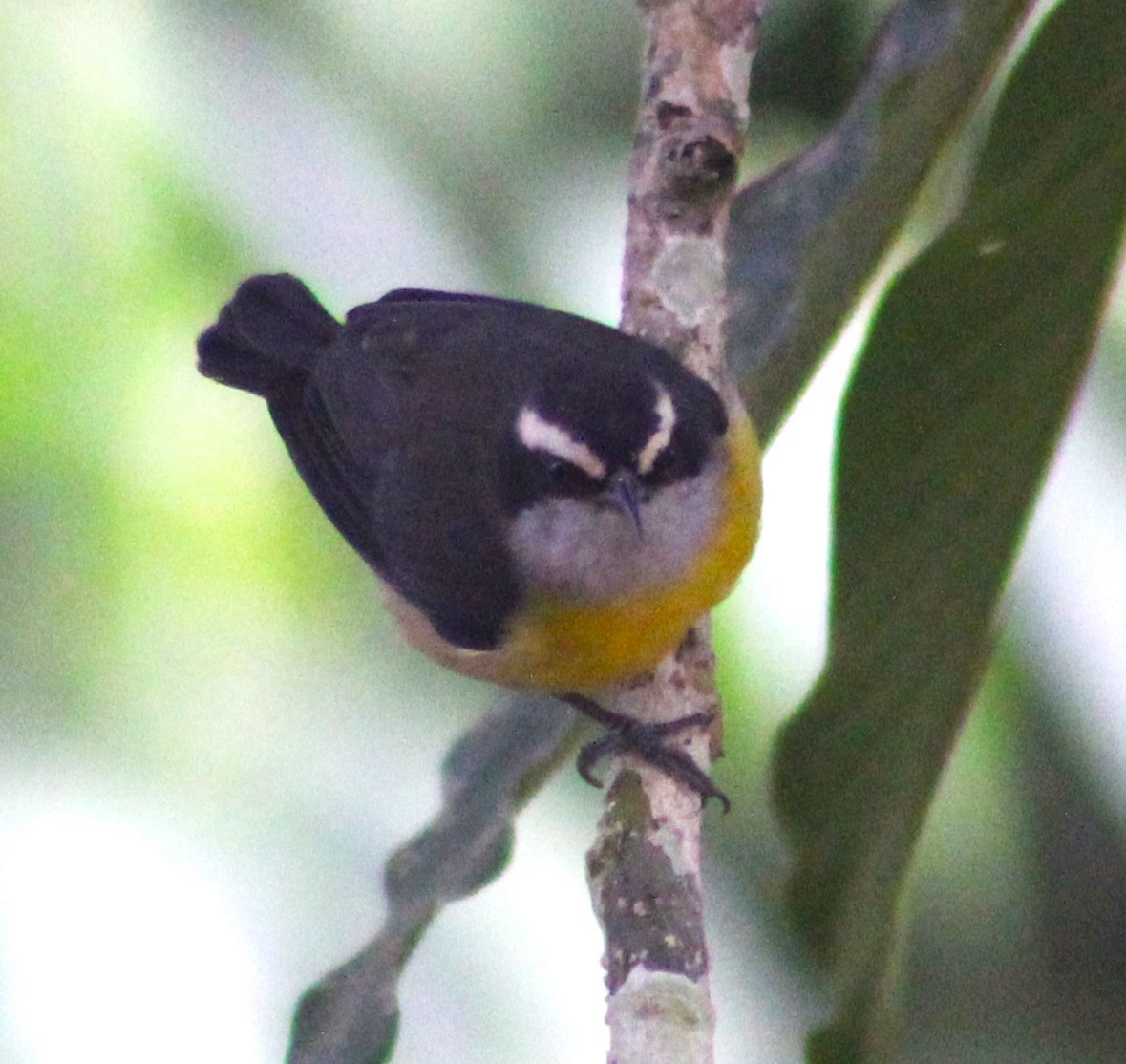 Bananaquit - Pedro Behne