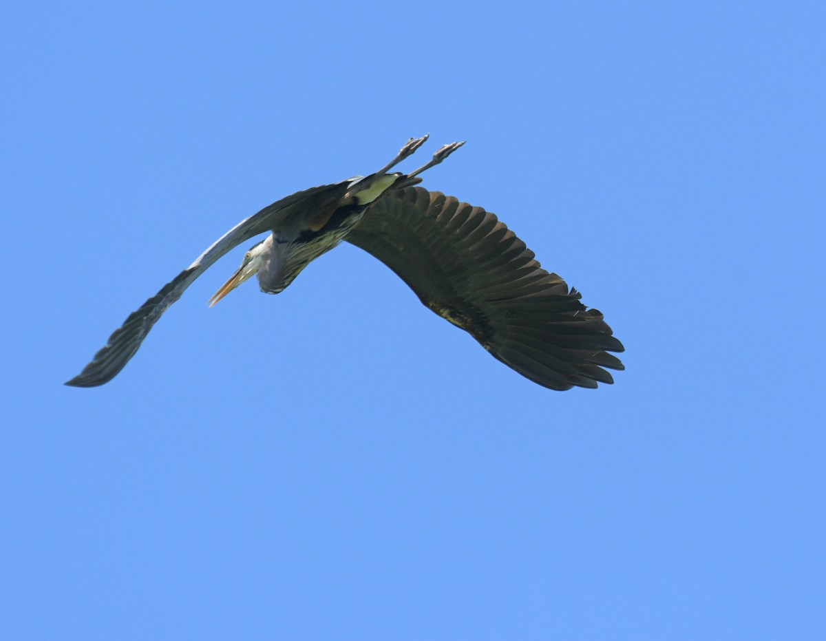 Great Blue Heron - ML620653160