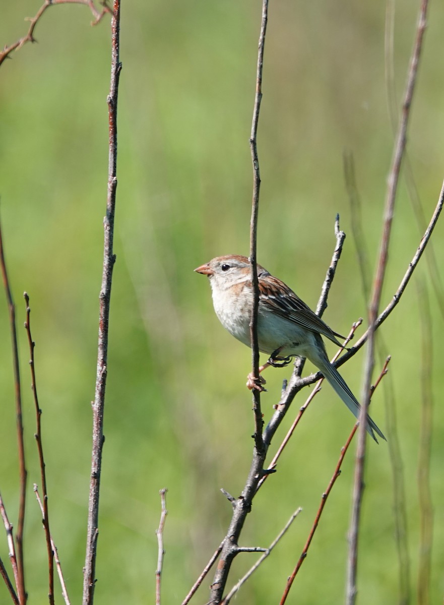 Field Sparrow - ML620653164