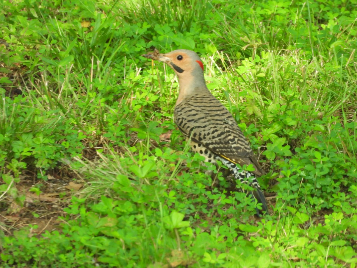 Northern Flicker - ML620653168