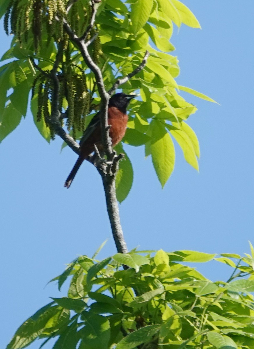 Oriole des vergers - ML620653171