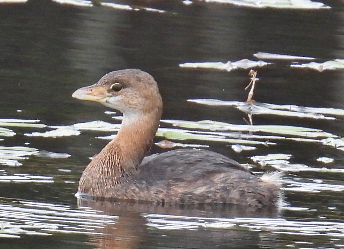 Pied-billed Grebe - ML620653175