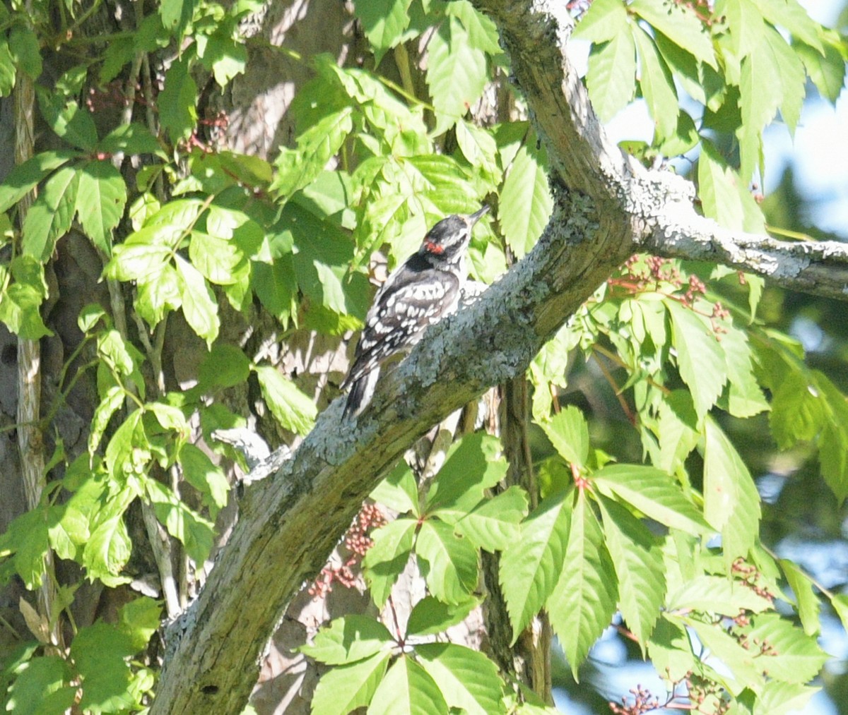 Downy Woodpecker - ML620653176