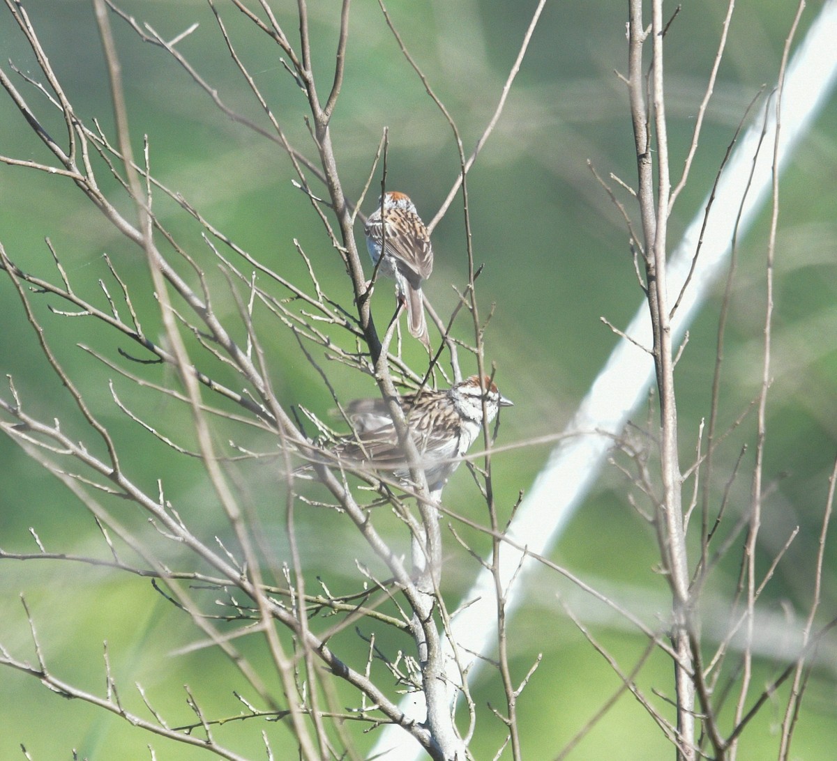 Chipping Sparrow - ML620653177