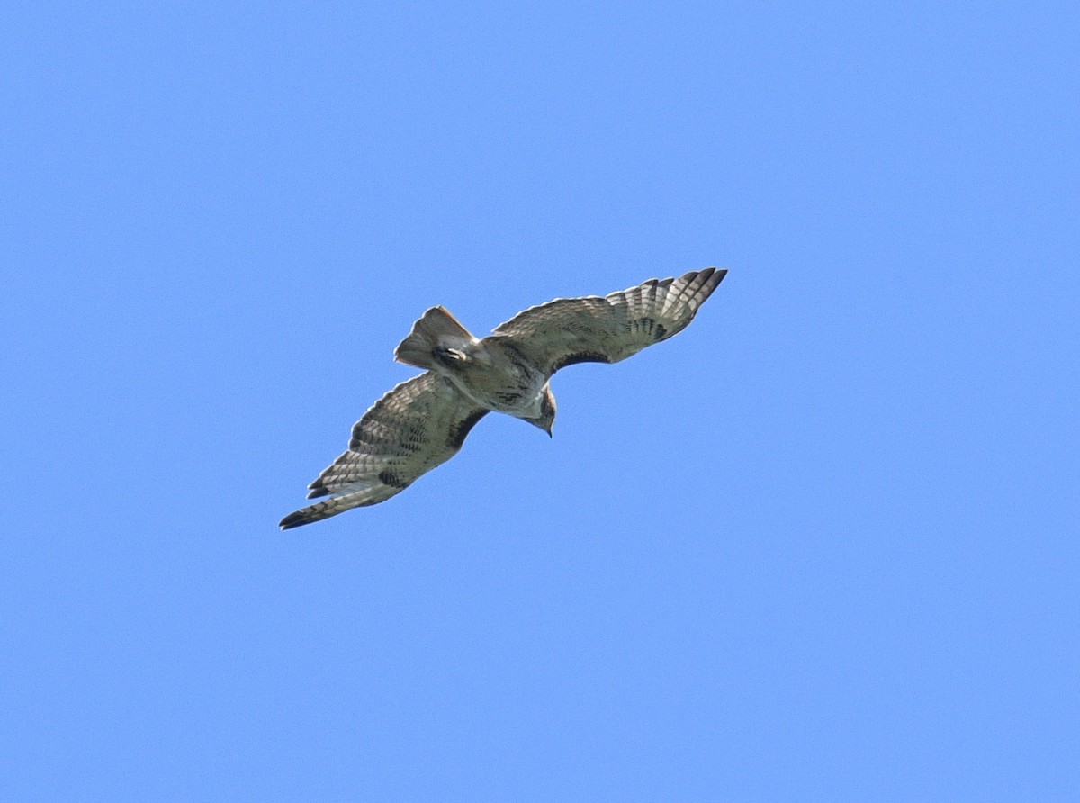 Red-tailed Hawk - ML620653179