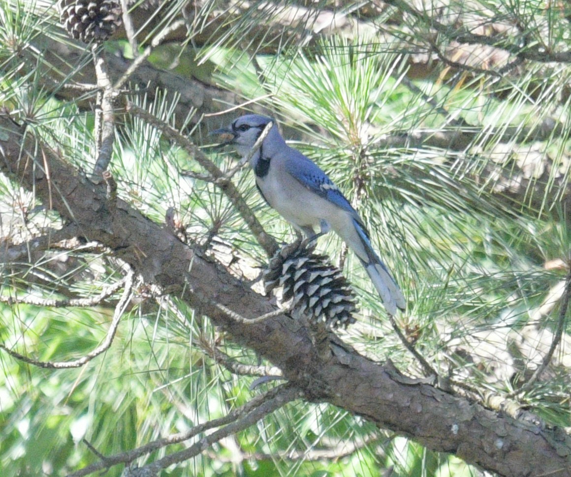 Blue Jay - ML620653181