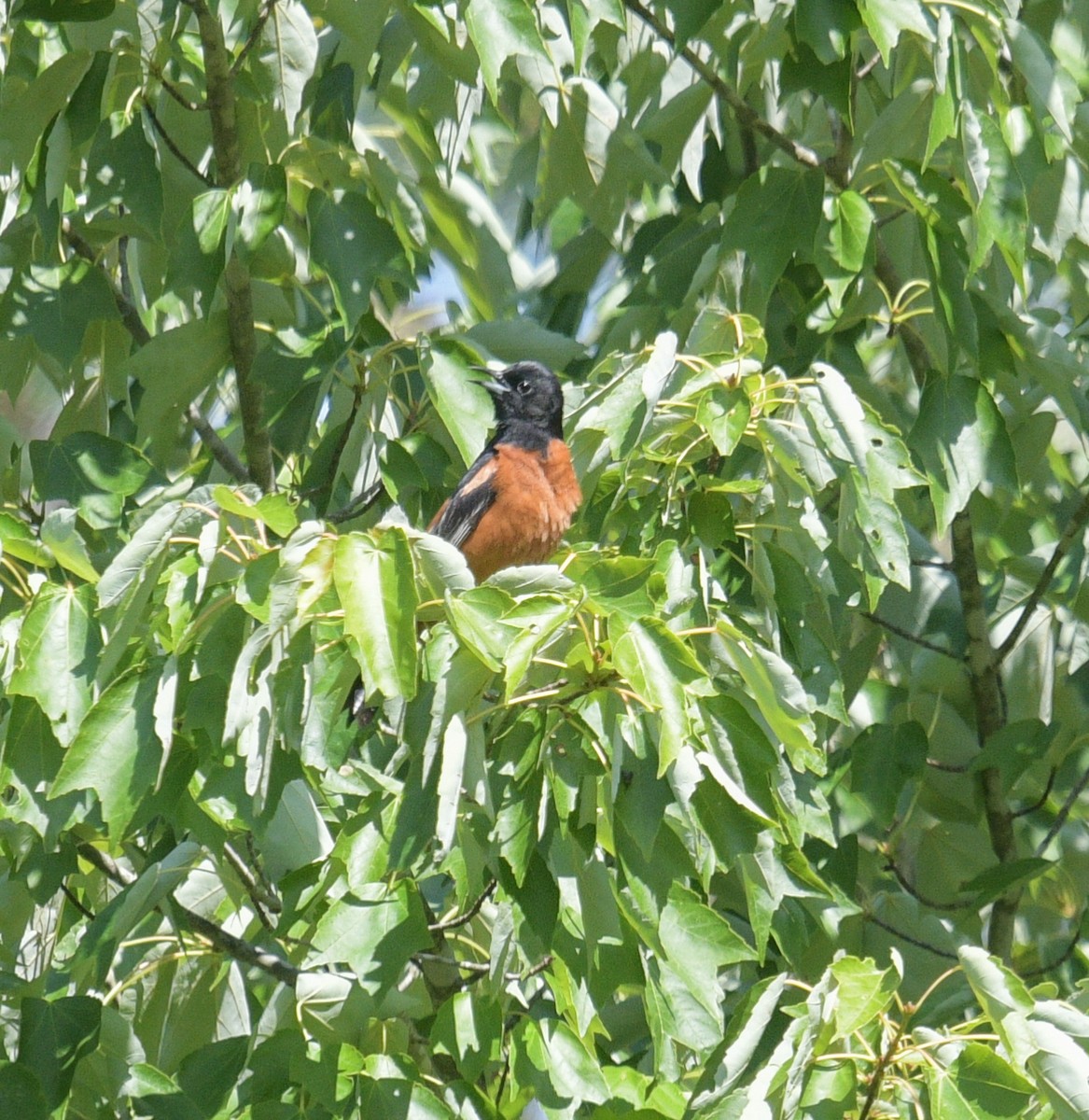 Orchard Oriole - ML620653182