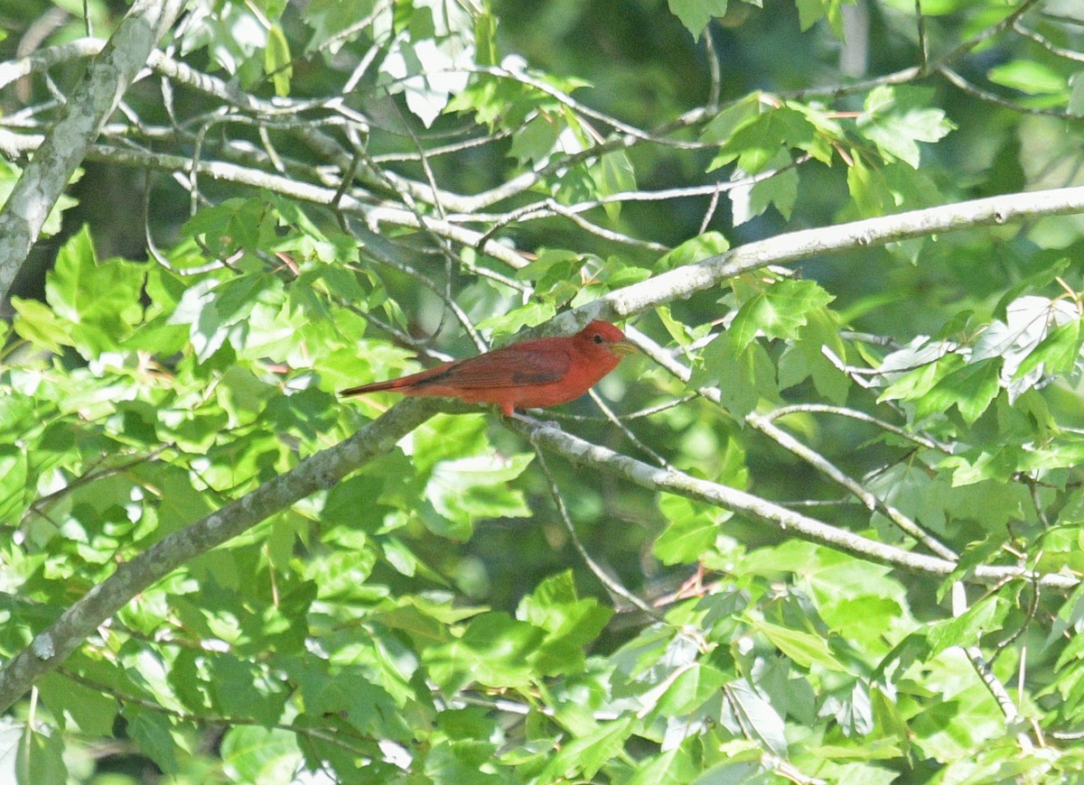 Summer Tanager - ML620653186