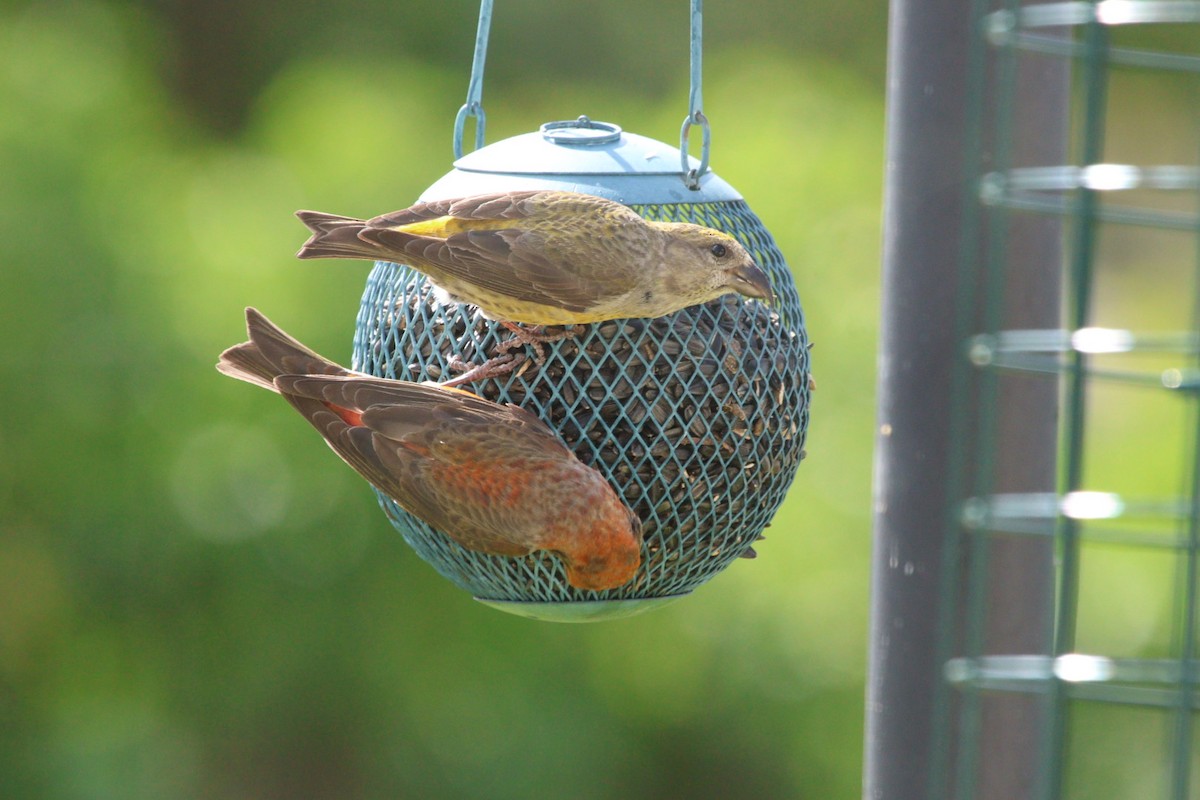 Red Crossbill - ML620653188