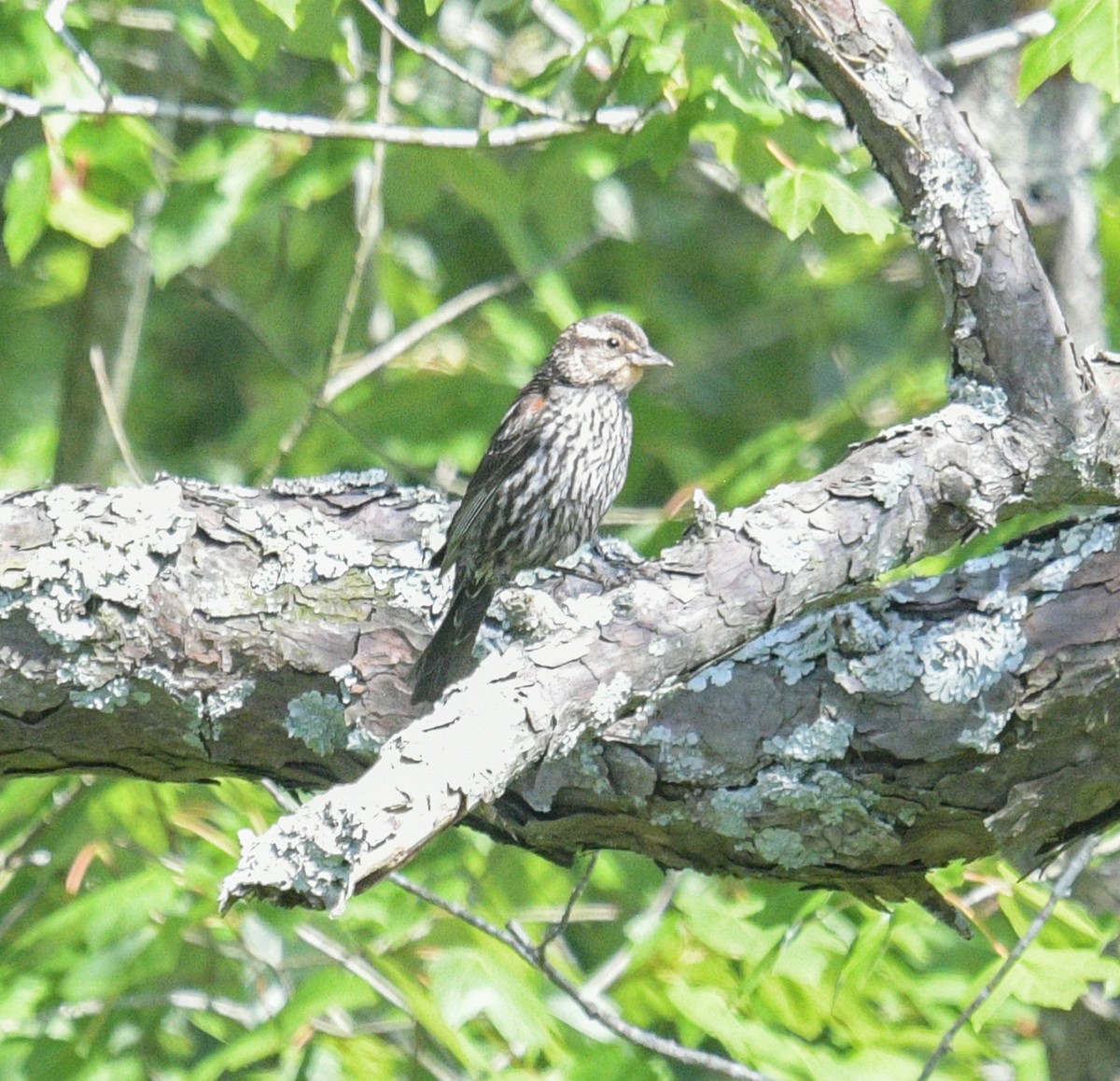 Red-winged Blackbird - ML620653189