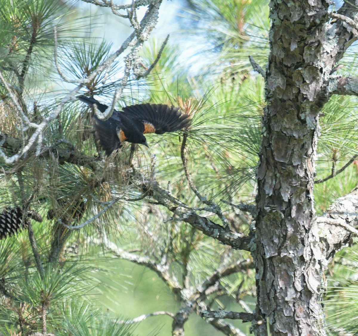 Red-winged Blackbird - ML620653190