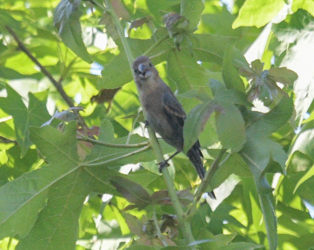 Blue Grosbeak - ML620653194