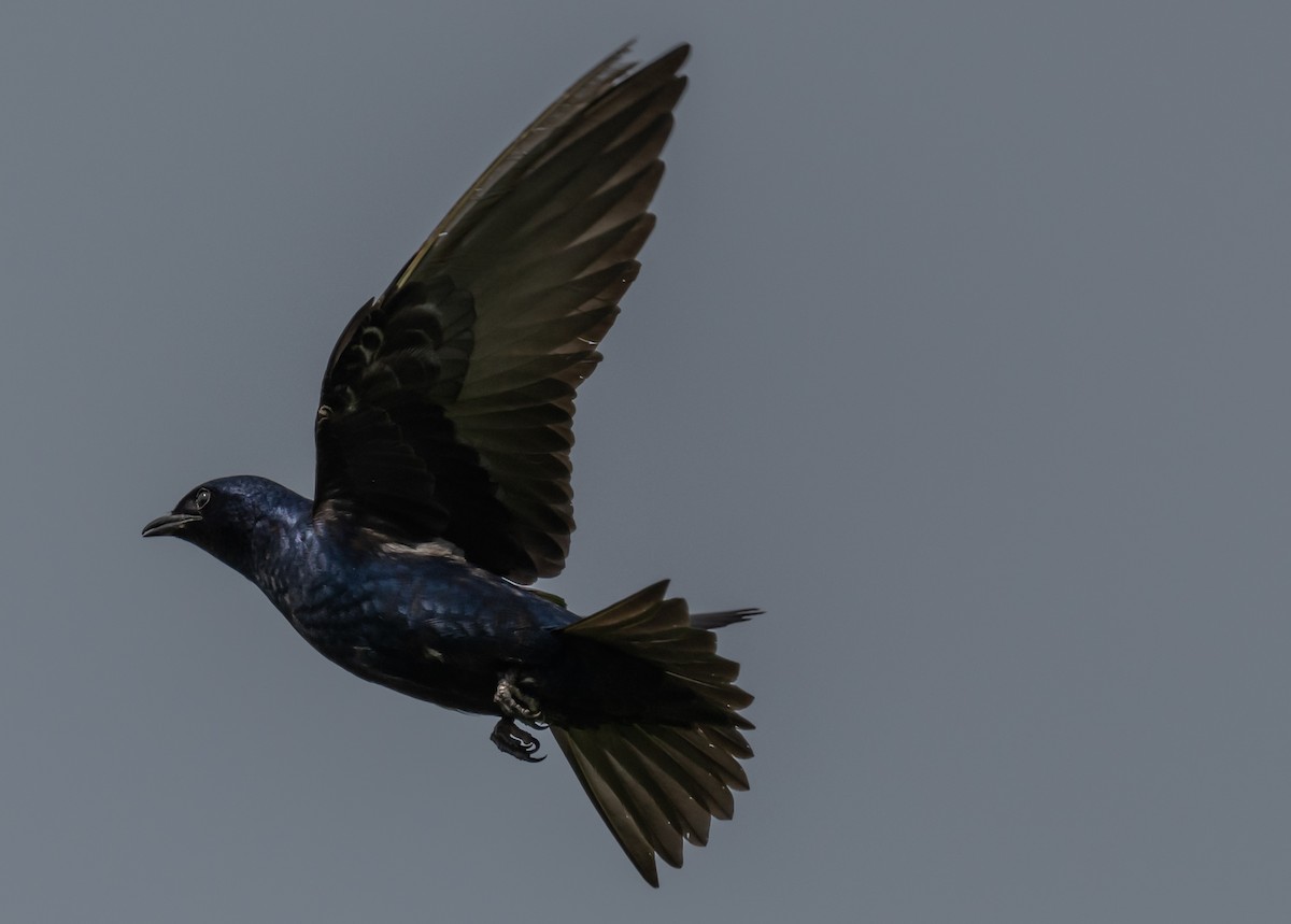 Purple Martin - Ken Reinert