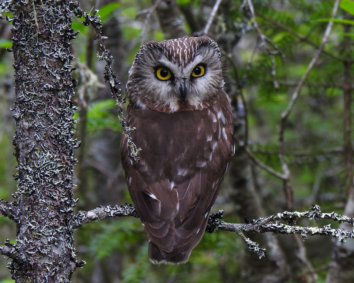 Northern Saw-whet Owl - ML620653199