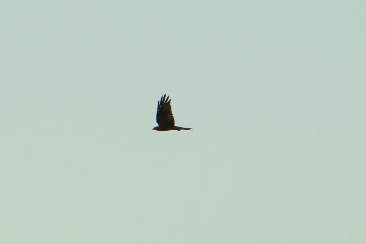 Black Kite - ML620653202