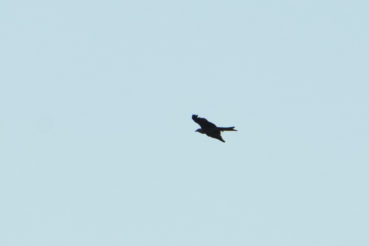 Black Kite - ML620653203