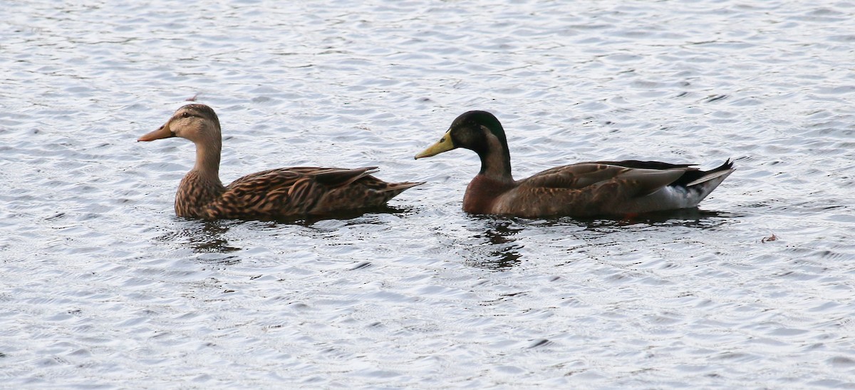 Mallard x Mottled Duck (hybrid) - Todd Katz