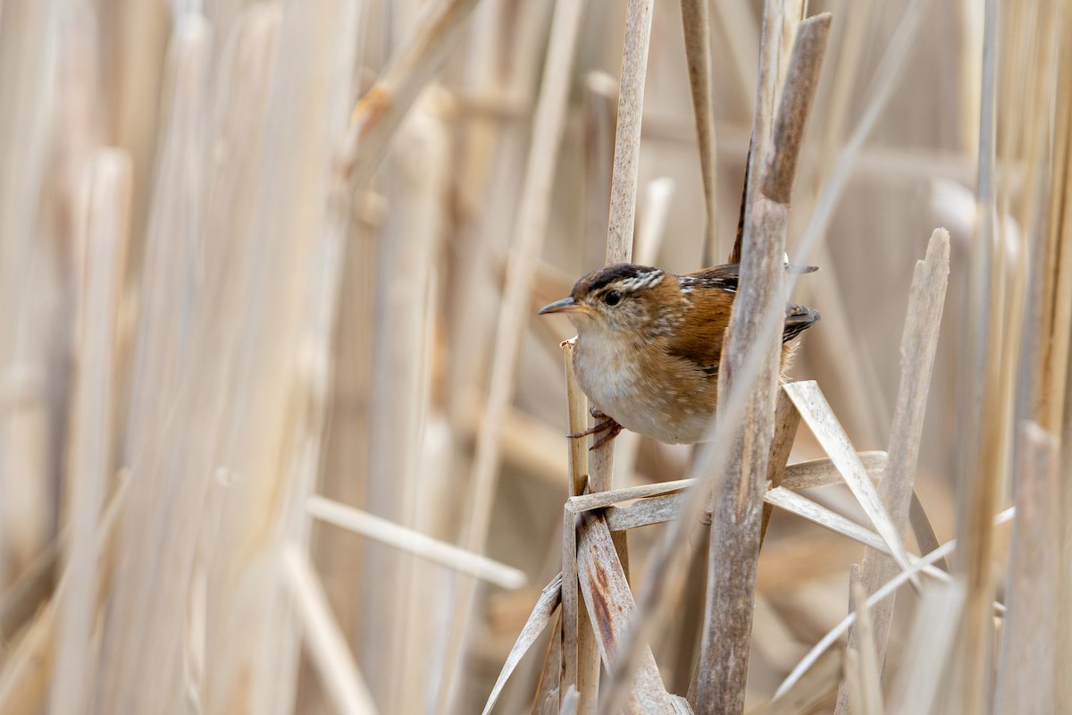 Marsh Wren - ML620653213