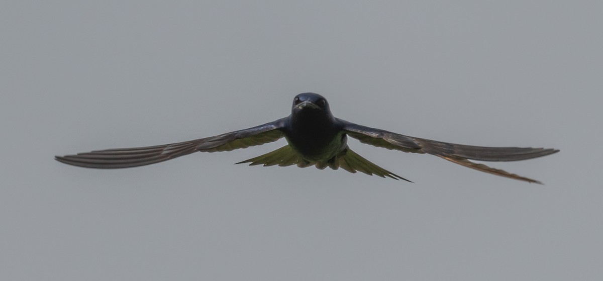 Purple Martin - ML620653214