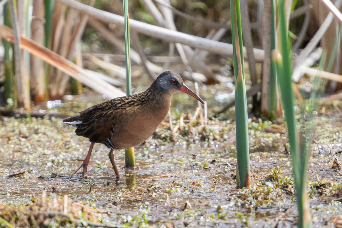 Virginia Rail - ML620653216