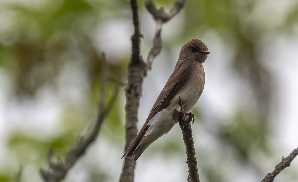Northern Rough-winged Swallow - ML620653222