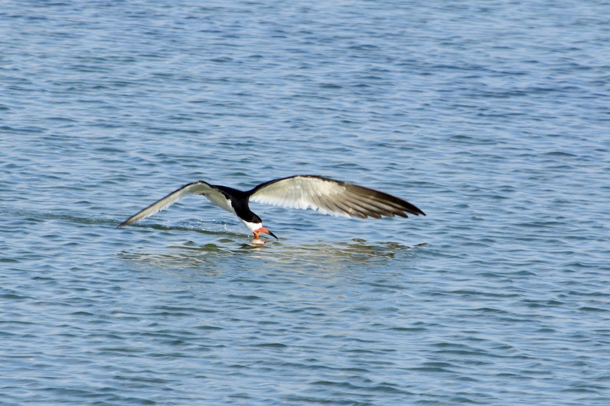 Водоріз американський - ML620653225