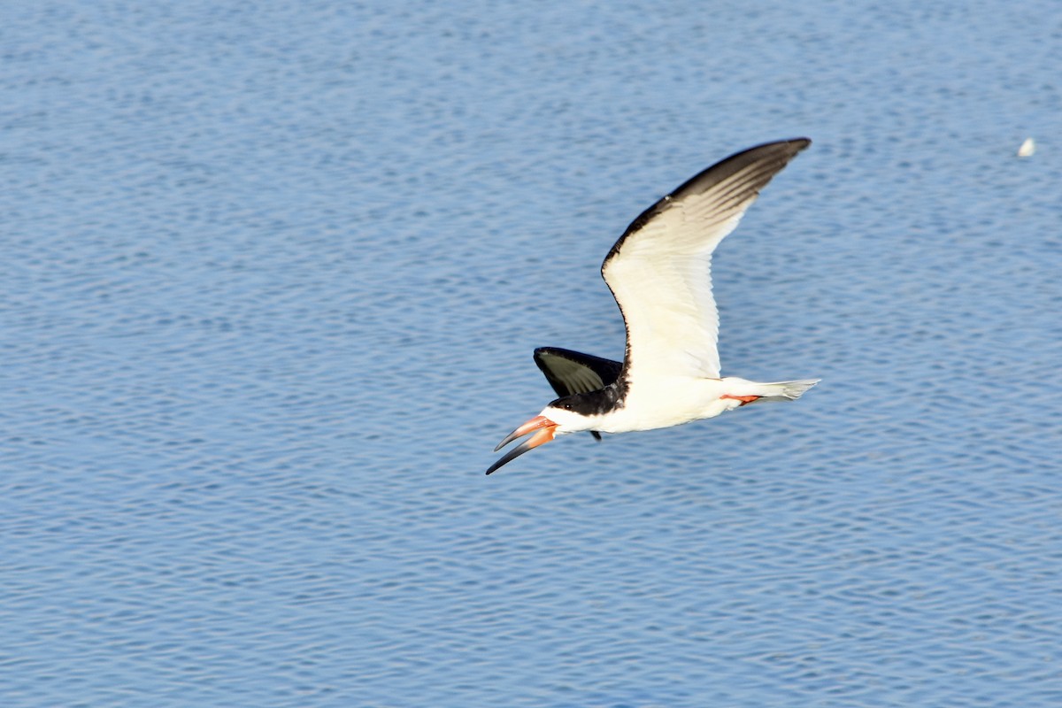 Black Skimmer - ML620653226