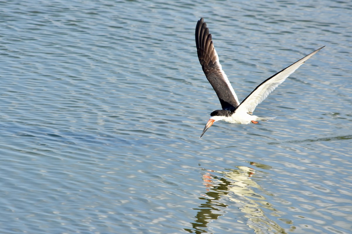 Black Skimmer - Rufina Reynolds