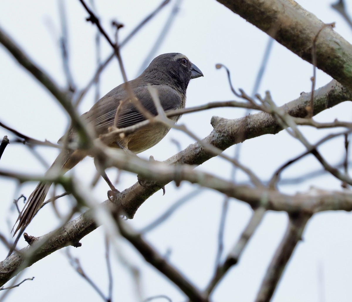 Cinnamon-bellied Saltator - ML620653234