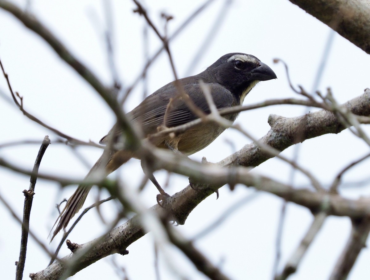 Cinnamon-bellied Saltator - ML620653235