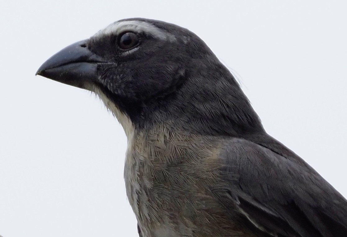 Cinnamon-bellied Saltator - JAMES RANDOLPH