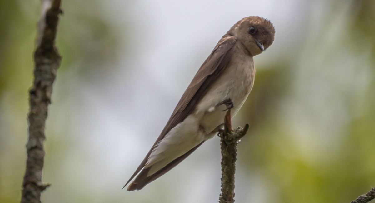 Northern Rough-winged Swallow - ML620653238