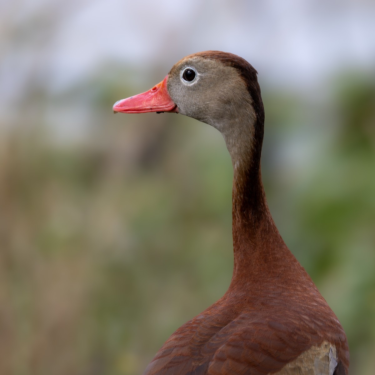 Black-bellied Whistling-Duck - ML620653240