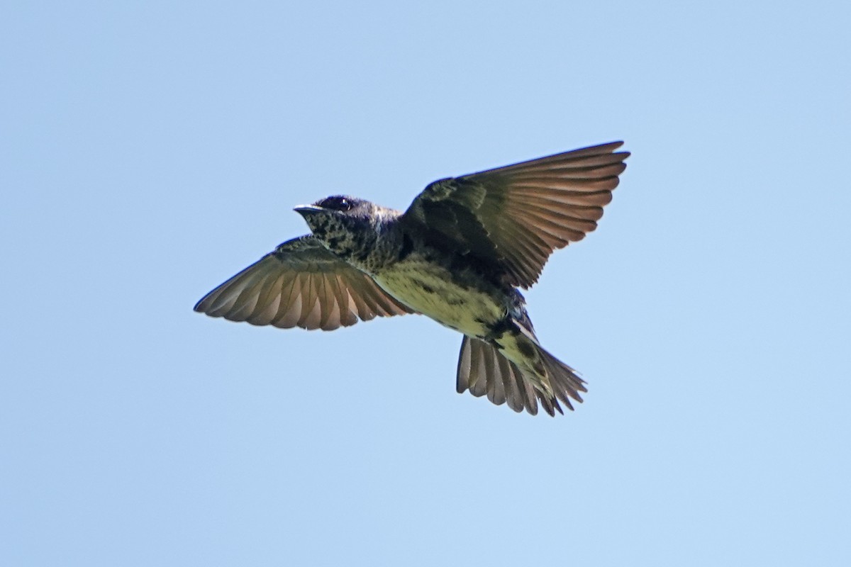 Purple Martin - ML620653241