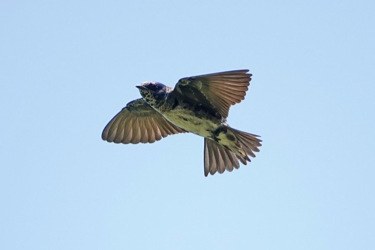 Purple Martin - ML620653242