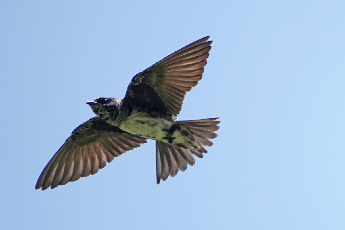 Purple Martin - ML620653244