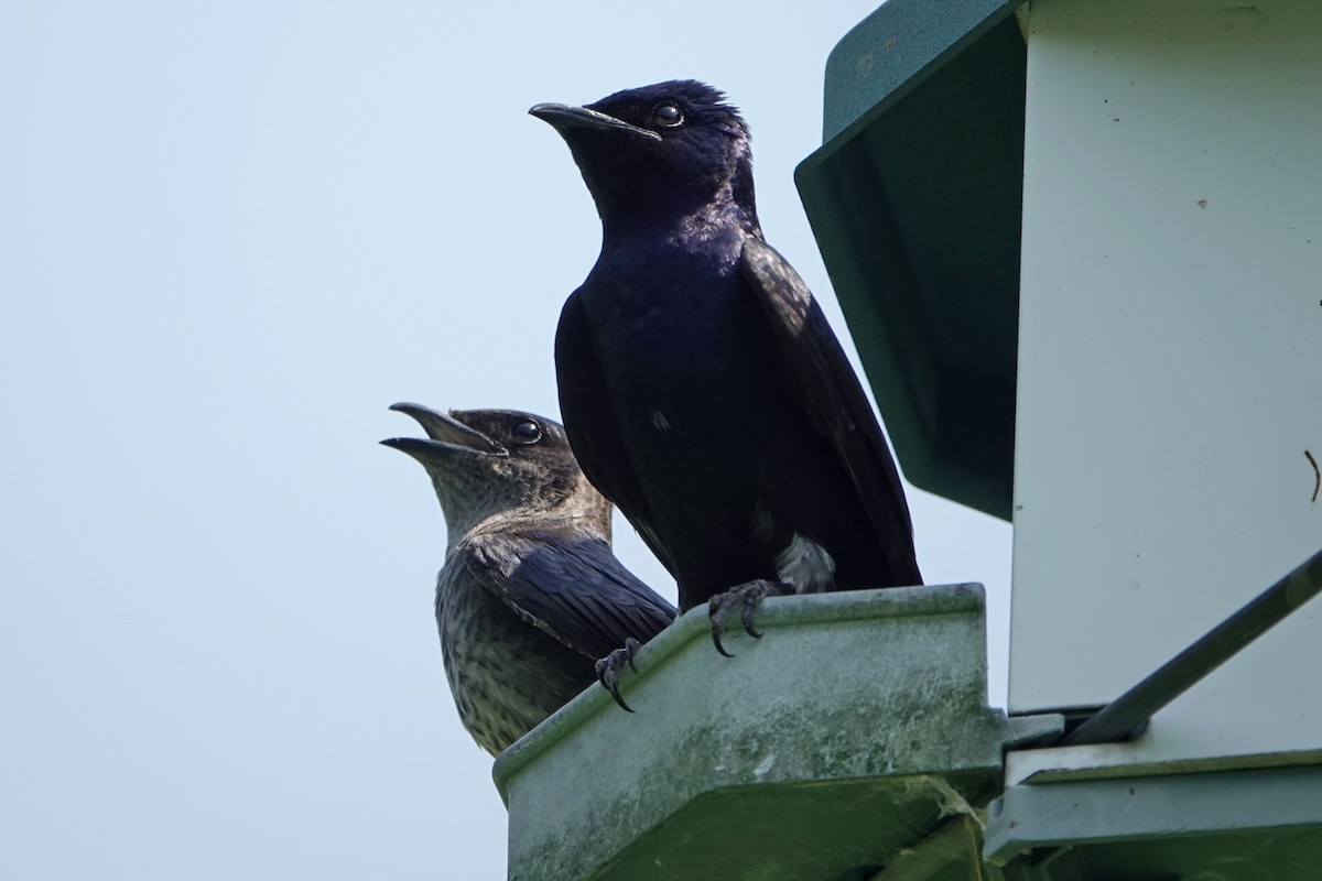 Purple Martin - ML620653246