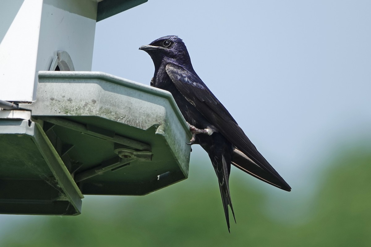 Purple Martin - ML620653247