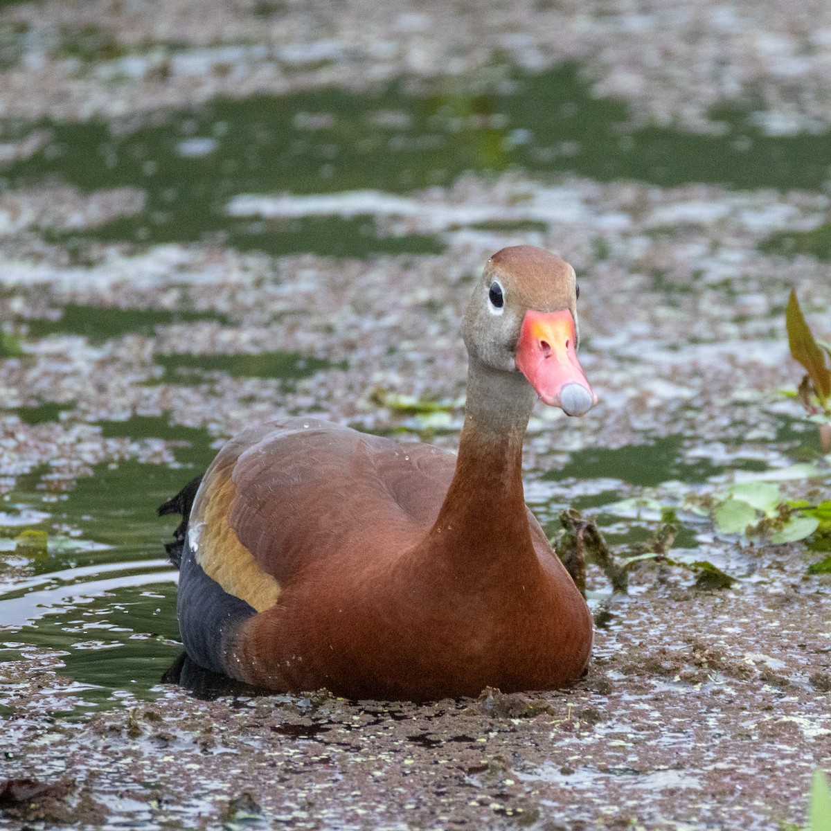 Black-bellied Whistling-Duck - ML620653249