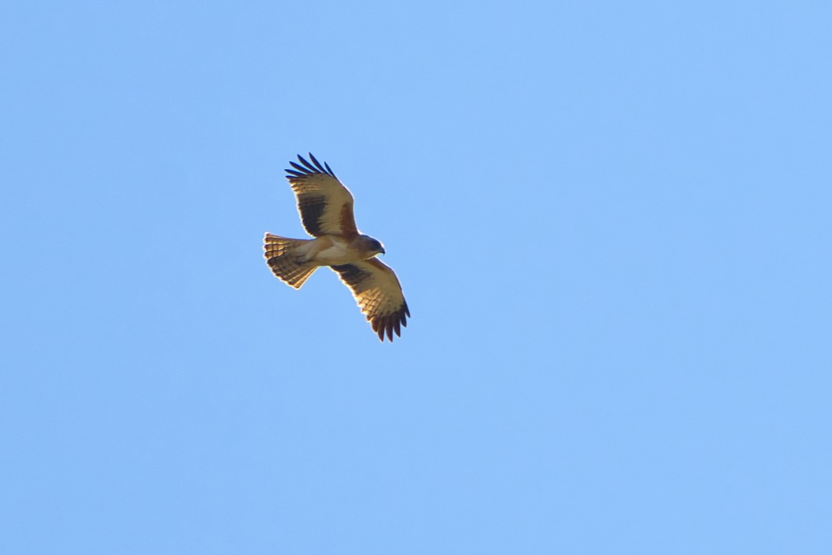 Águila Chica - ML620653253